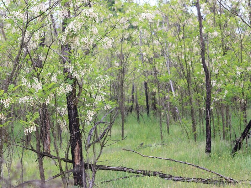 Parco del ticino 18.5.13